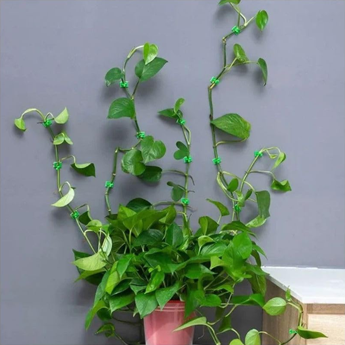 AM6863 30 Pcs-Adhesive Plant Climbing Fixing Clips - Green Vine Wall Holders