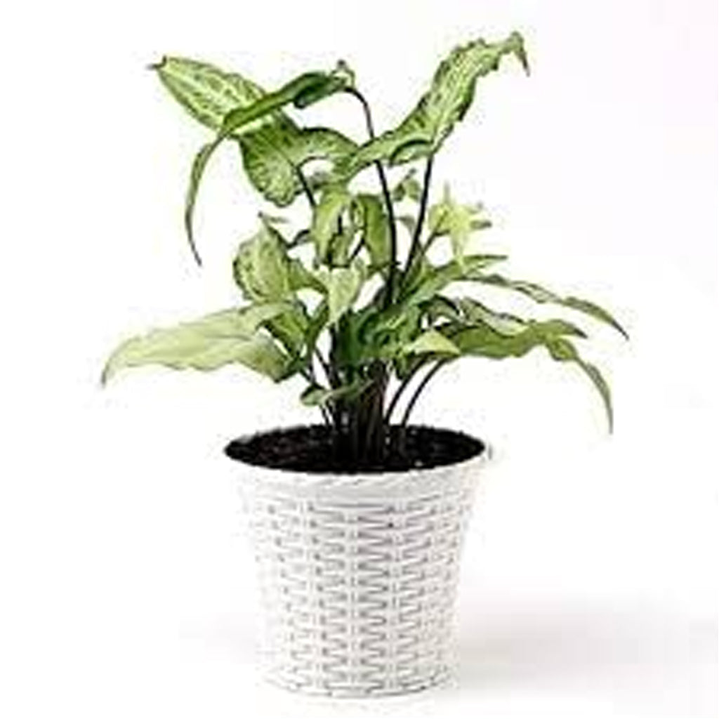 AM0826 Ap Juhi Pot 10 inch -Multicolor Designer Plastic Flower pots