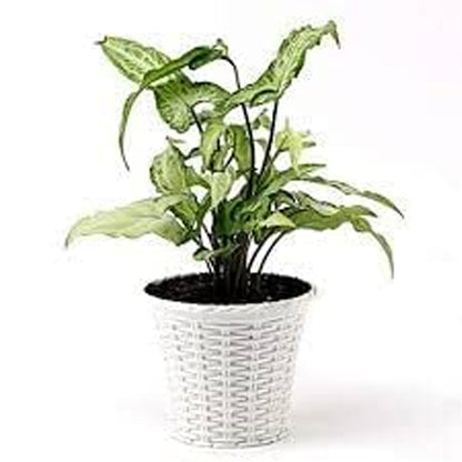 AM0826 Ap Juhi Pot 10 inch -Multicolor Designer Plastic Flower pots