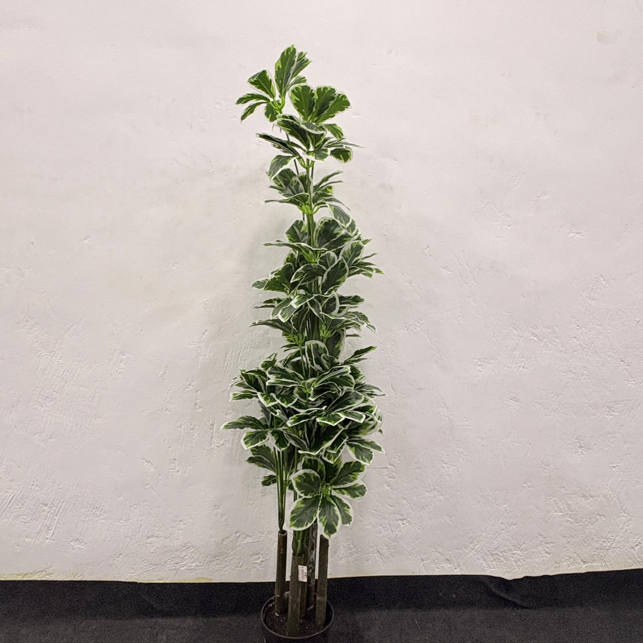 AM7463 MEDIUM Tall Artificial Variegated Umbrella Plant