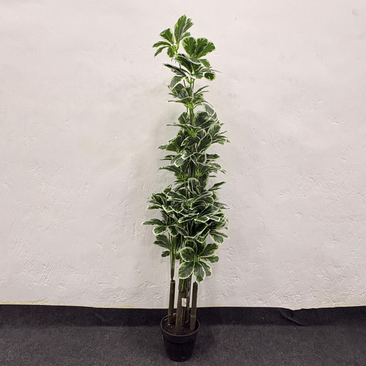 AM7463 MEDIUM Tall Artificial Variegated Umbrella Plant